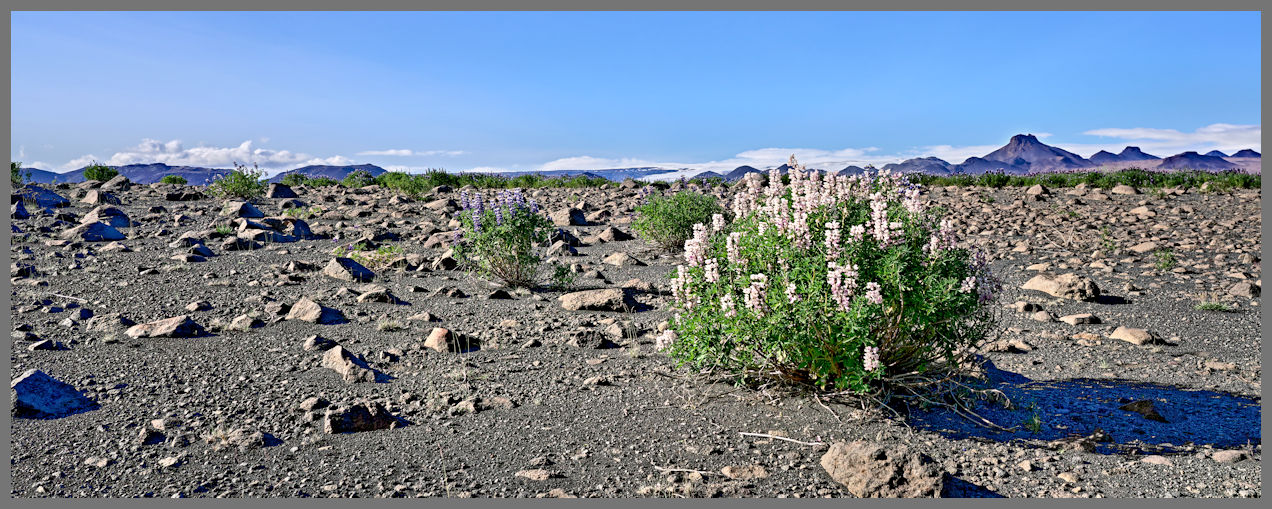 Islanda - Il lupino dell'Alaska