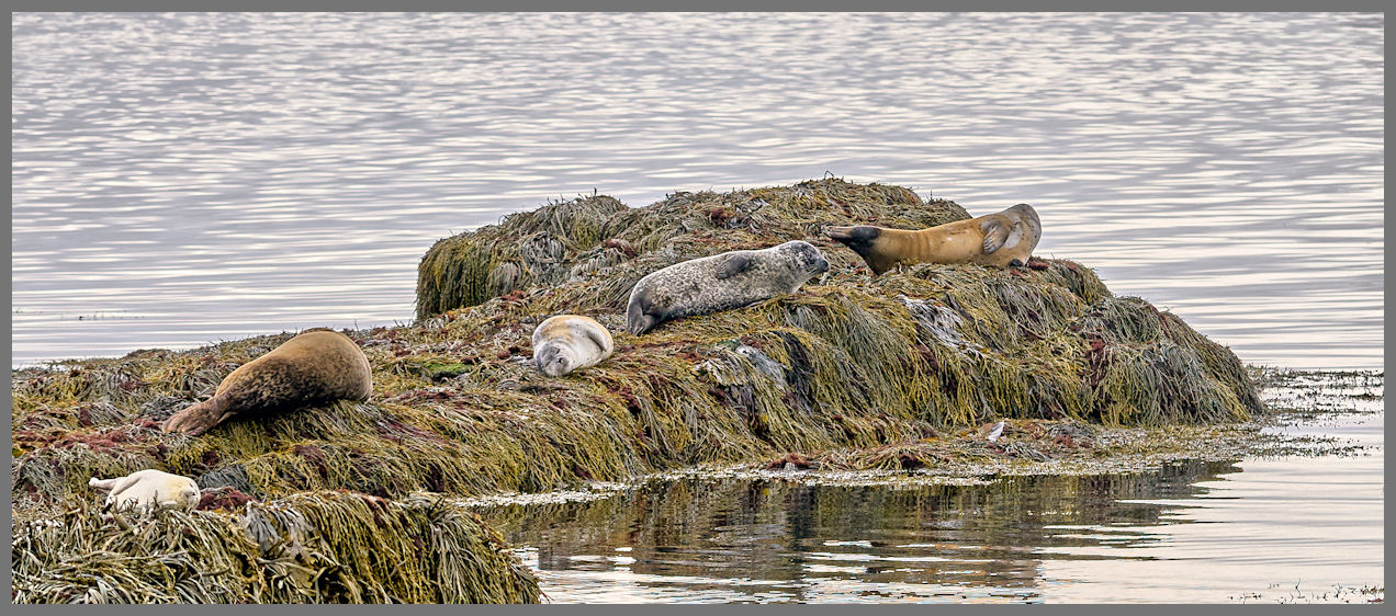 La spiaggia di Ytri Tunga-Foche